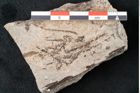 Foto (Detailansicht) von Aronium extinctum Ettingshausen (NHMW-GEO-2024-0188-6677c)